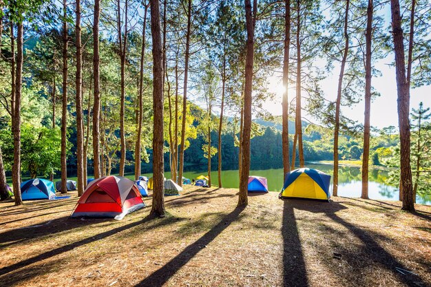 Kampeertenten onder pijnbomen met zonlicht aan het Pang Ung-meer, Mae Hong Son in Thailand.