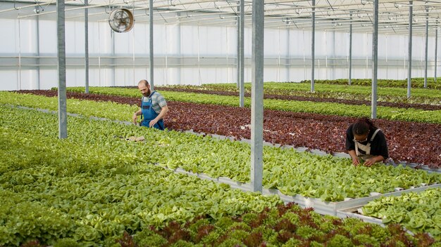 Kassenplukkers verzamelen sla die op een rij staat in een hydrocultuuromgeving en inspecteren bladeren die beschadigde planten verwijderen. Diverse mensen die groenten kweken die in broeikas werken die kwaliteitscontrole doen.