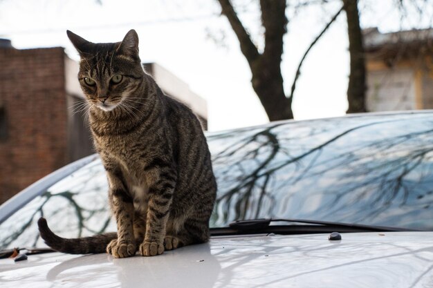 Kat boven een auto