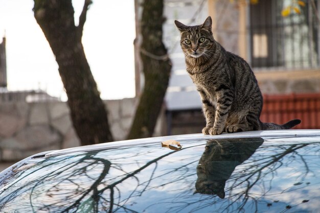Kat boven een auto