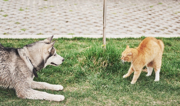 Kat tegen een hond, een onverwachte ontmoeting in de open lucht