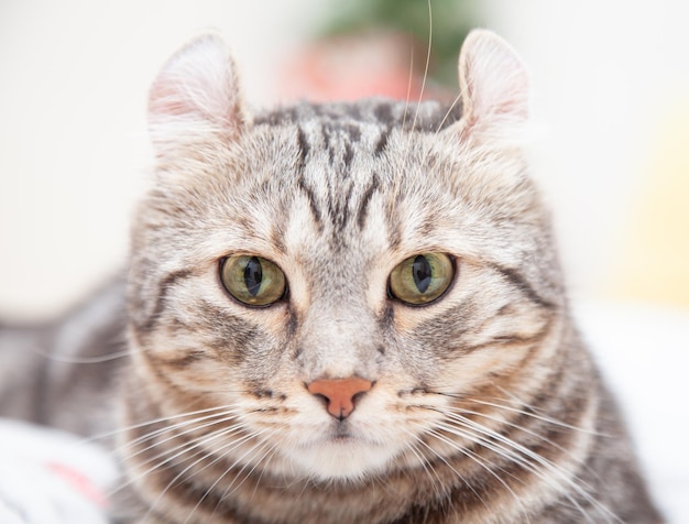 Kat zilver tabby kleur welke oren, schattig gemberkatje rollen in het pluizige huisdier poses comfortabel is gelukkig. kattenras is ontstaan uit de american curl-kat en de american short hair-kattenfokker.