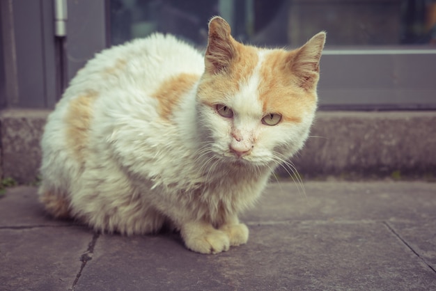 Kat Zittend Op Wandelweg