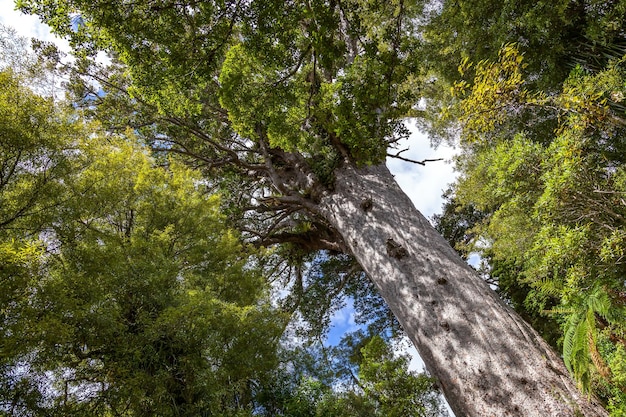 Kauri tree (agathis australis) op het noordereiland van nieuw-zeeland