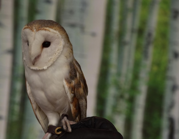 Kerkuilen zijn een roofvogel die op zoek is naar knaagdieren.