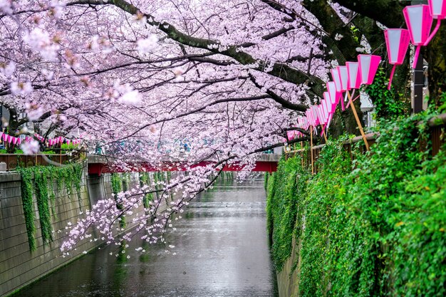 Kersenbloesem rijen langs de Meguro-rivier in Tokio, Japan