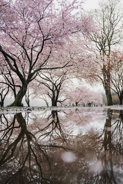 Gratis foto kersenbloesembomen in de buurt van de rivier