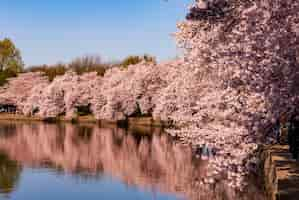 Gratis foto kersenbloesems weerspiegeld in het getijbekken tijdens het cherry blossom festival