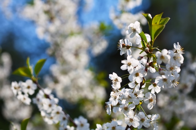 Kersenboomtak in bloeiende tuin