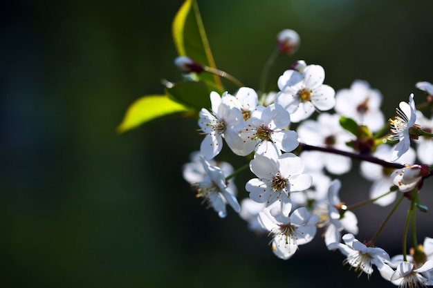 Kersenboomtak met copyspace