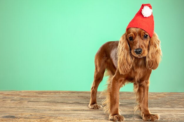 Kerstcadeau. Engelse cocker spaniel jonge hond is poseren.