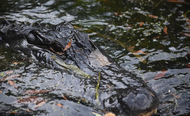 Kijken in het gezicht van een alligator in het wild