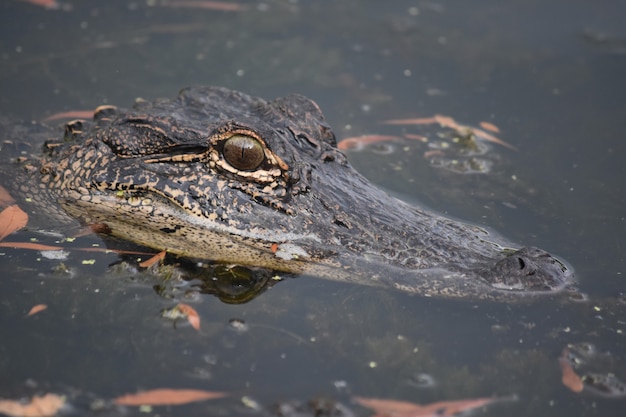 Kijken in het gezicht van een alligator in Louisiana.