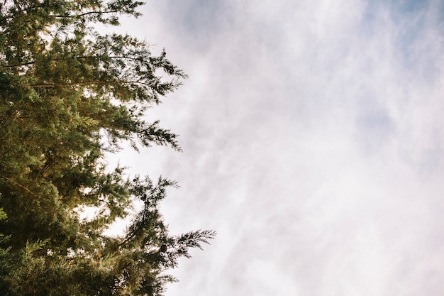 Kijkend naar de lucht in de natuur