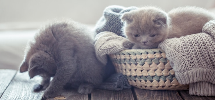 Gratis Foto kitten in de mand