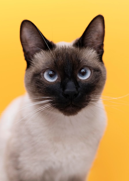 Kitty met een monochrome muur achter haar.
