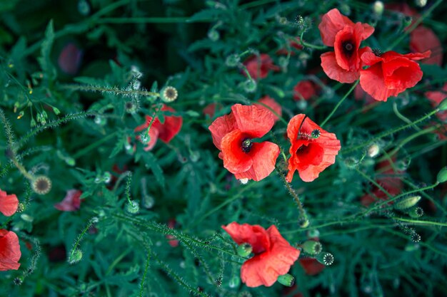 Klaprozen tussen het groene gebladerte in het bovenaanzicht van het veld