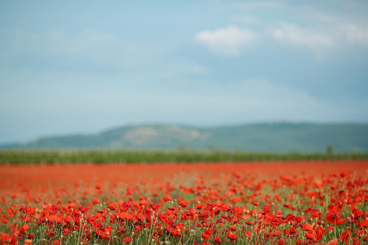 Gratis Foto klaprozen veld