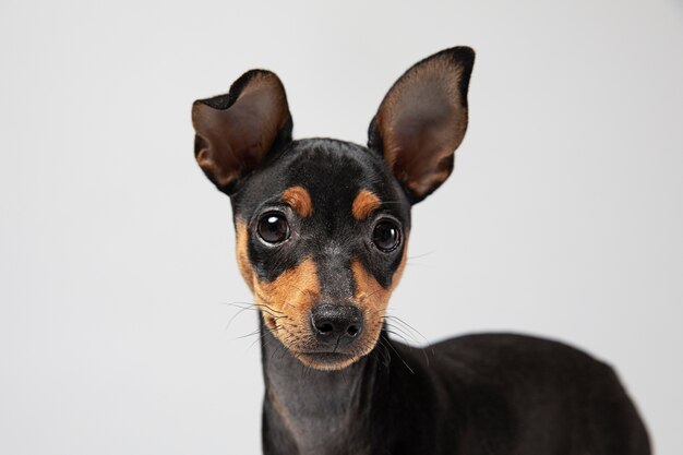 Klein portret van een hond in een studio
