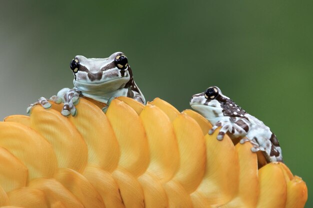 Kleine amazonemelkkikker op rode knop panda bear tree frog dierlijke close-up kleine amazonemelkkikker op groene bladeren