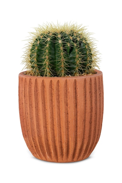 Kleine barrelcactus in een terracotta pot