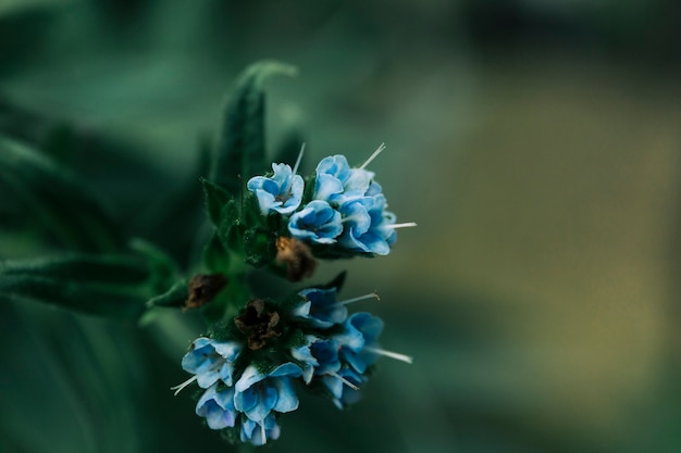 Kleine blauwe bloembos op installatie