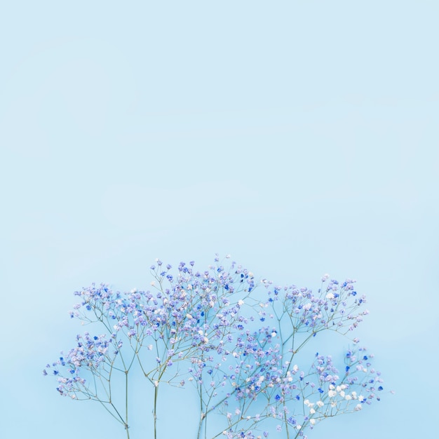 Kleine blauwe bloemen in bos