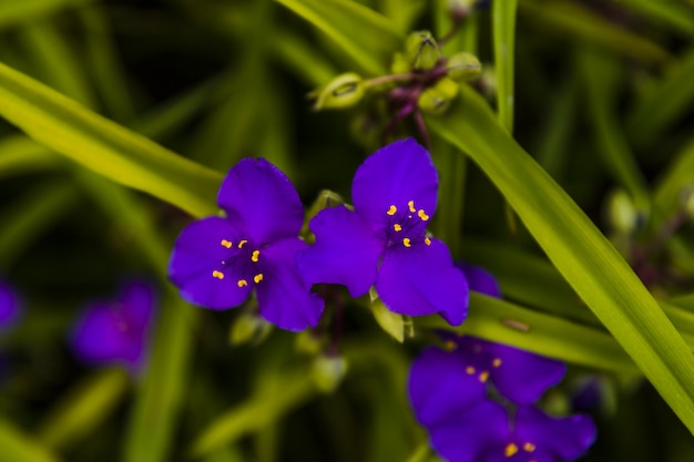 Gratis foto kleine blauwe bloemen in de tuin