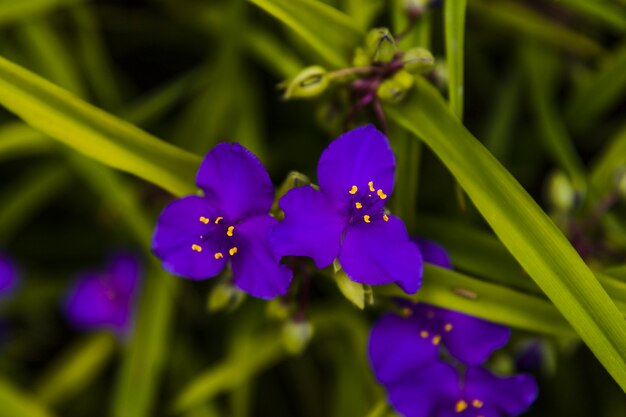 Kleine blauwe bloemen in de tuin