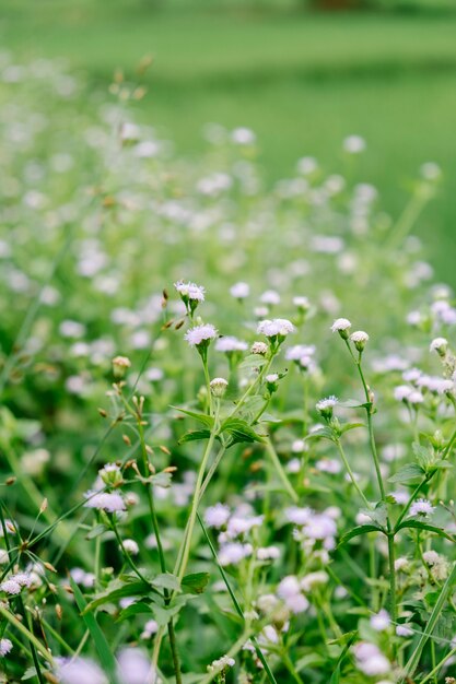 kleine bloem in het veld