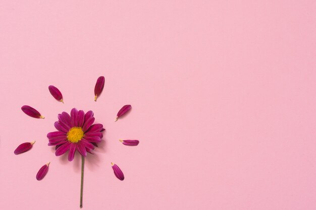 Kleine bloem met bloemblaadjes op tafel