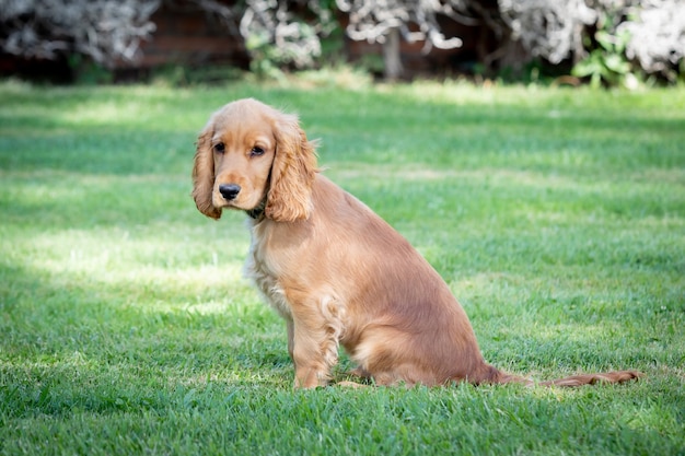 Kleine cocker spaniel hond met mooie blonde haren op het groene gras