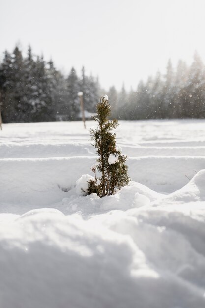 Kleine groenblijvende boom in de sneeuw