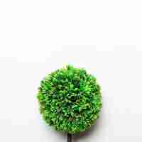 Gratis foto kleine groene decoratieve boom