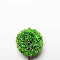 Gratis foto kleine groene decoratieve boom