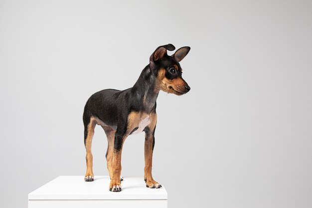 Kleine hond die een schattig portret is in een studio