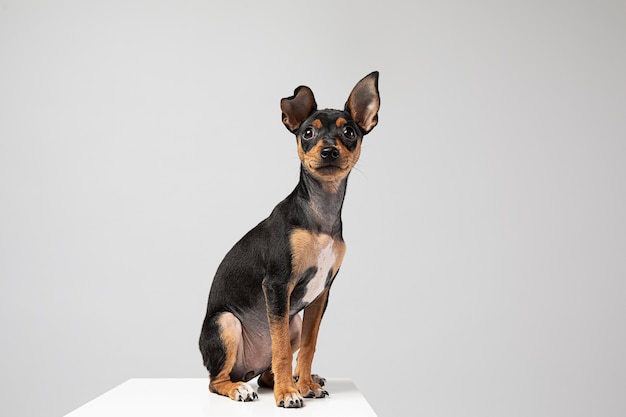 Gratis foto kleine hond die een schattig portret is in een studio
