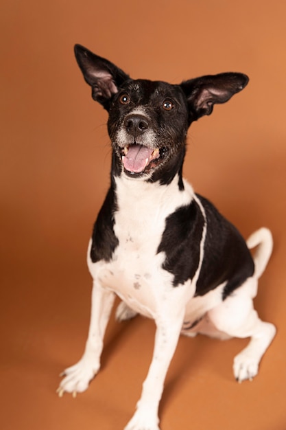 Gratis foto kleine hond die schattig is in een studio