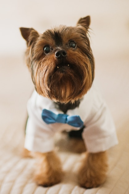 Kleine hond gekleed in witte rok en blauwe strikje