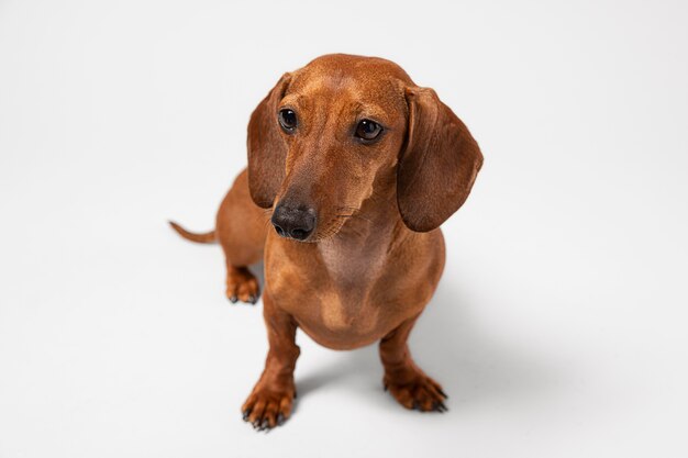 Kleine hond is schattig