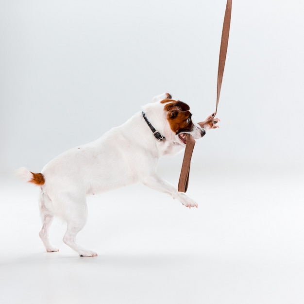 Gratis foto kleine jack russell terrier op wit