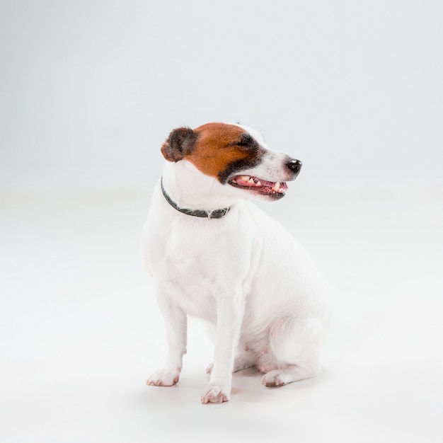 Gratis foto kleine jack russell terrier-zitting op wit