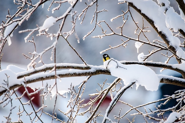 Gratis foto kleine koolmeesvogel op de tak van een de winterboom