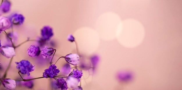 Kleine paarse bloemen delicate bloemen lente achtergrondfoto met selectieve focus