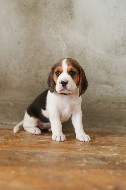 Kleine pup op houten vloer