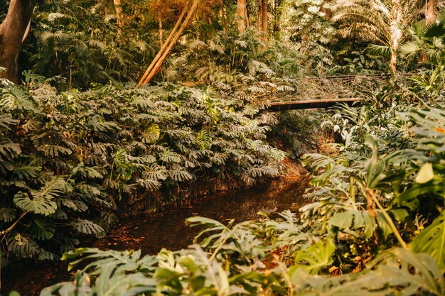 Kleine rivier in de natuur