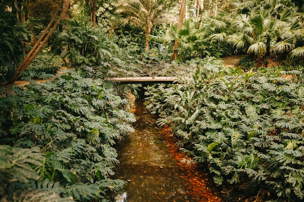 Kleine rivier in het bos