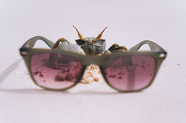 Gratis foto kleine schattige krab op het strand aan de oceaan