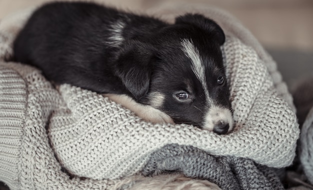 Kleine schattige puppy liggend met een trui