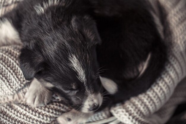 Kleine schattige puppy liggend met een trui